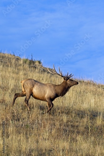 Fototapeta Naklejka Na Ścianę i Meble -  Portraiture of elk running down a hill.