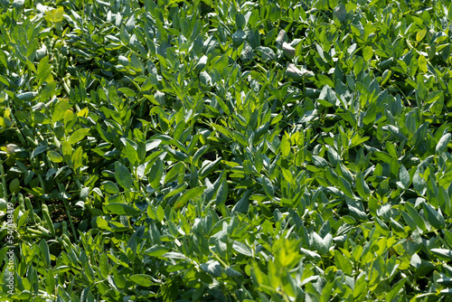 Green beans in sunny windy weather