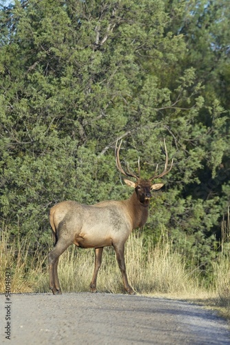 Elk looks back while crossing a raod.