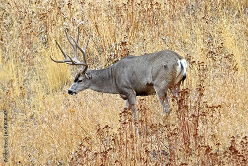 Side view of male muledeer in Montana.