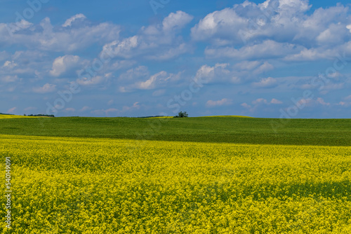 Fototapeta Naklejka Na Ścianę i Meble -  Yellow-flowering rapeseed in the summer