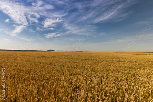 An agricultural field where wheat is grown