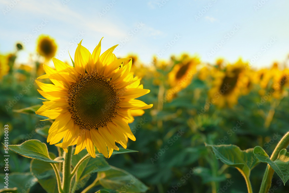 Beautiful blooming sunflower in field on summer day. Space for text Beautiful blooming sunflower in field on summer day. Space for text