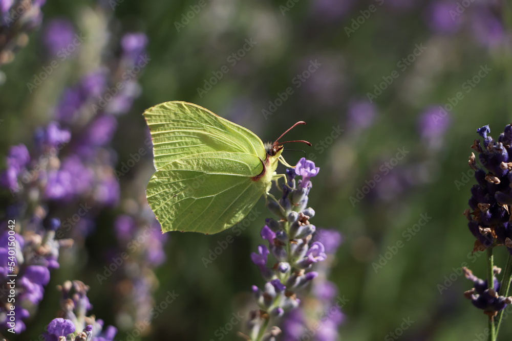 Beautiful butterfly in lavender field on sunny day, closeup Beautiful butterfly in lavender field on sunny day, closeup