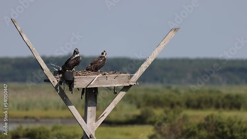 Two Juvenile osprey on a nesting box at the Edwin B. Forsythe National Wildlife Refuge located in southern New Jersey along the Atlantic coast north of Atlantic city. photo