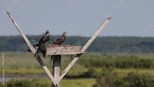 Two Juvenile osprey on a nesting box at the Edwin B. Forsythe National Wildlife Refuge located in southern New Jersey along the Atlantic coast north of Atlantic city.