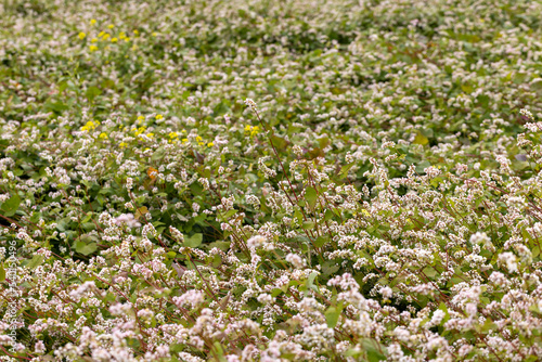 Agricultural field with blooming buckwheat in cloudy weather