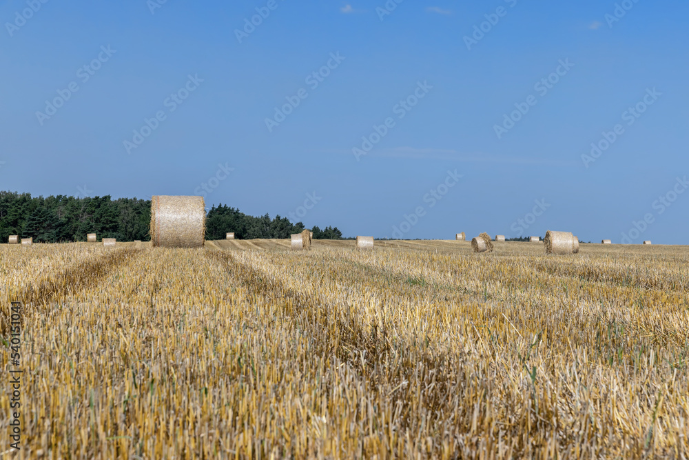 Fototapeta premium twisted straw stacks after harvest