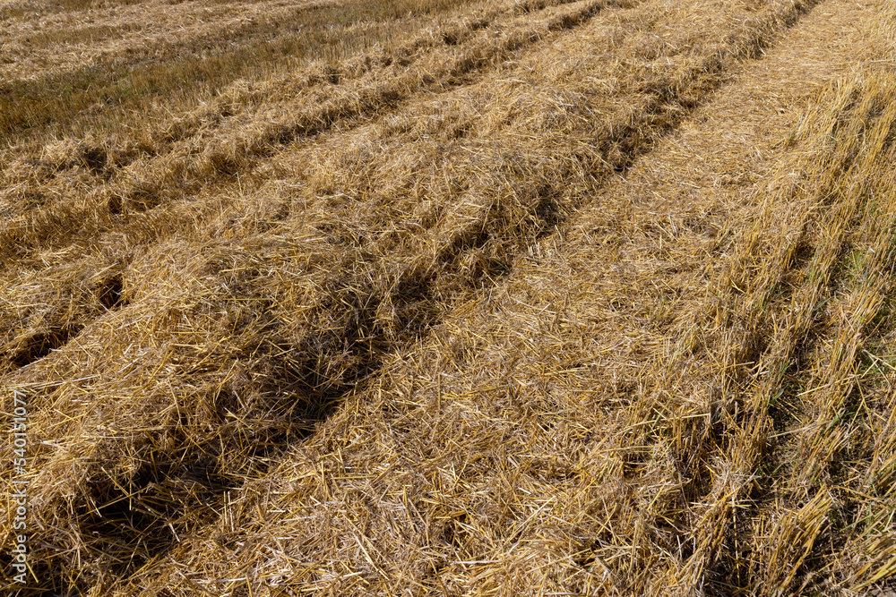 Yellow-golden straw in the field after harvesting Yellow-golden straw in the field after harvesting