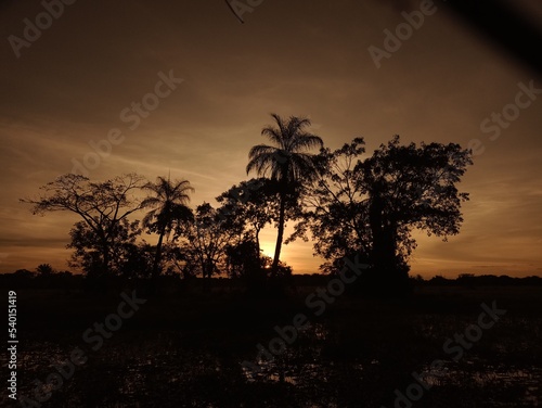 palm trees at sunset