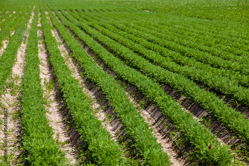 An agricultural field where a large number of carrots grow An agricultural field where a large number of carrots grow