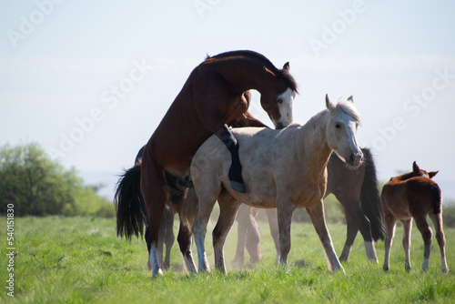 free horses. horse nature. horses. horses in the field. horse puppies. nature. natural landscape. Argentina