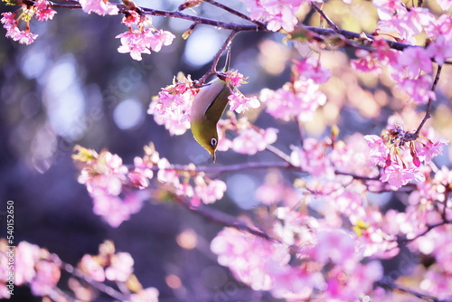 美しい春の桜と可愛いメジロ photo