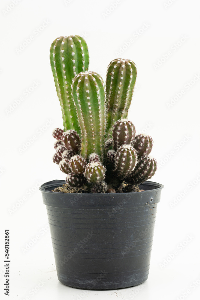 Fototapeta premium Peanut Cactus (Echinopsis chamaecereus) Echinopsis cactus and young shoots in plastic orange pots plat on wood table on white background..