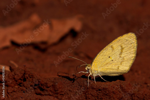 Canvas Print Yellow butterfly on brown ground