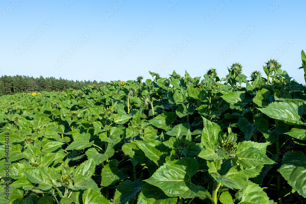 Beautiful blooming flowers sunflowers in the field Beautiful blooming flowers sunflowers in the field
