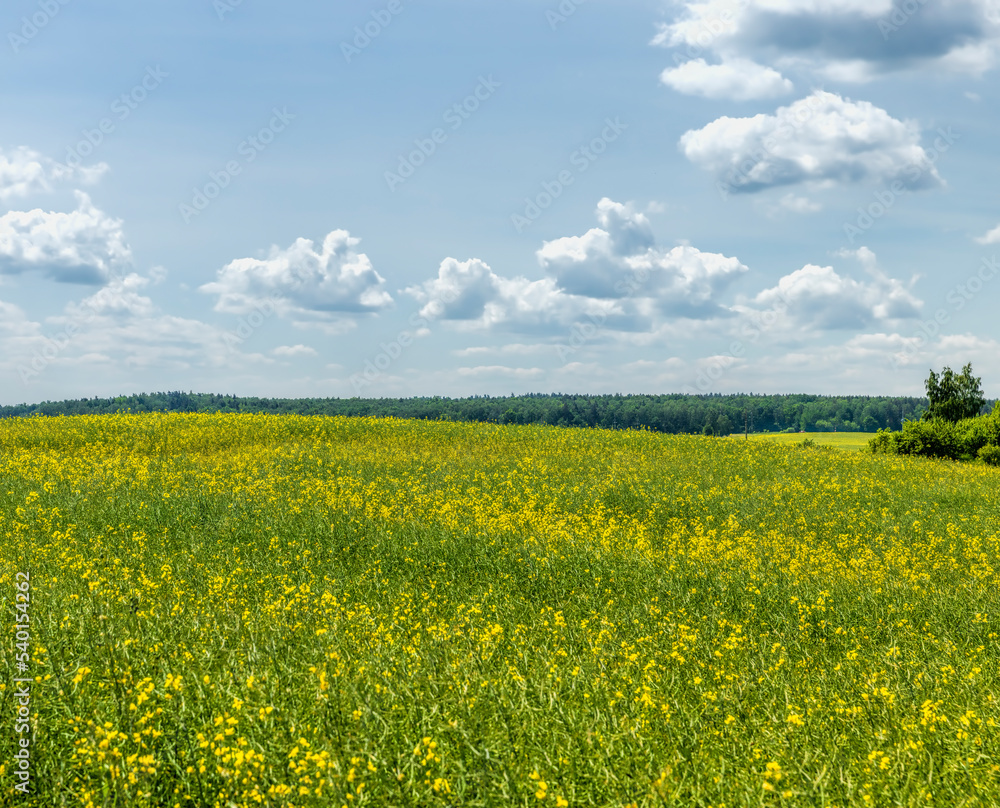 Yellow-flowering rapeseed in the summer