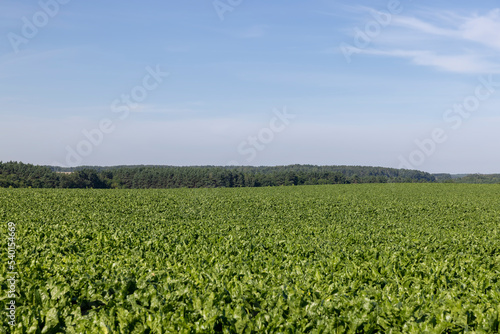 Green tops of sugar beet in the field