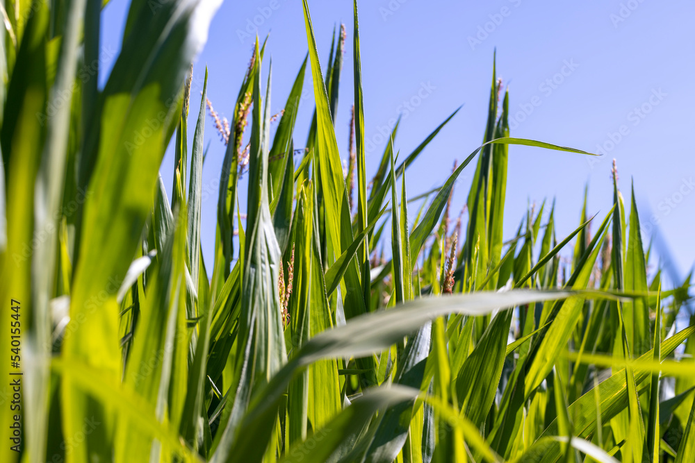 Obraz premium Green corn in a field in the sunny summer season