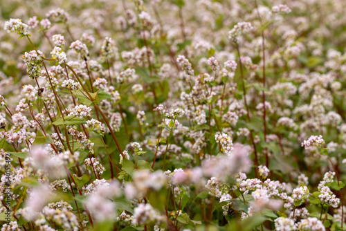 Agricultural field with blooming buckwheat in cloudy weather