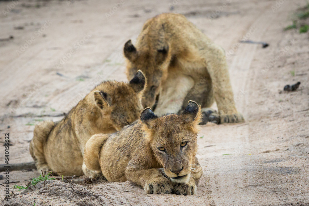 Naklejka premium Three Young lions resting in the road.