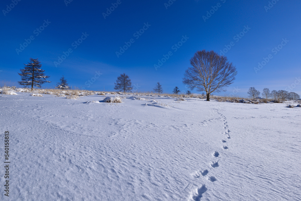 蓼科高原の冬景色