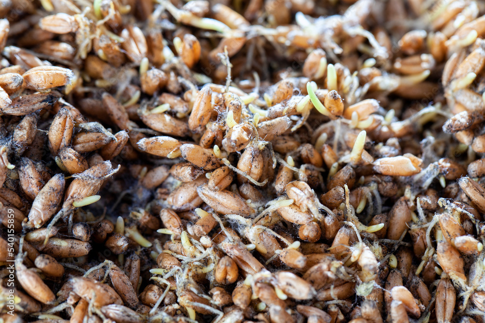 Sprouted wheat covered with mold and fungi Sprouted wheat covered with mold and fungi