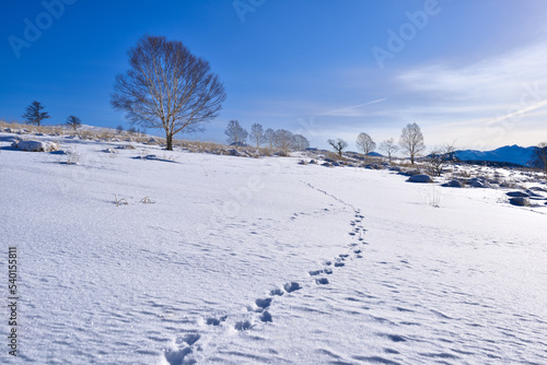 蓼科高原の冬景色
