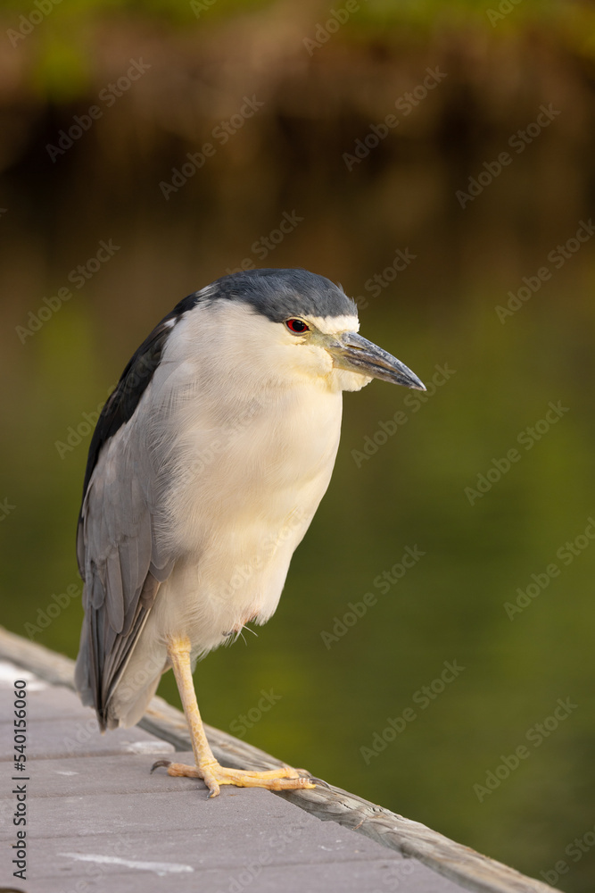 Fototapeta premium A black-crowned night heron (Nycticorax nycticorax), a bird, stands on a dock in Sarasota, Florida