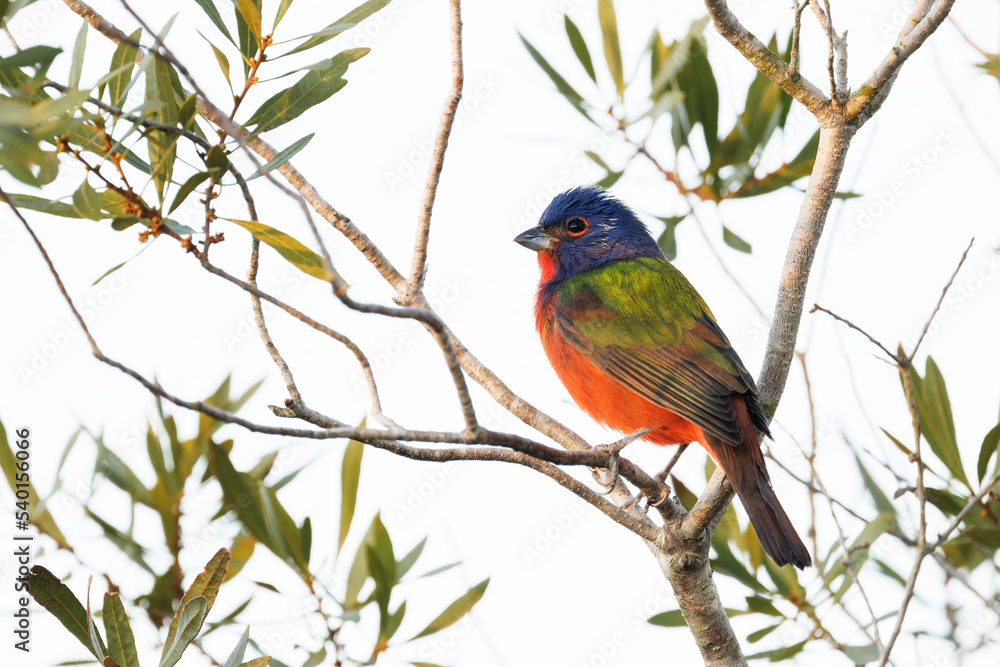 Painted bunting (Passerina ciris), a colorful songbird, in a tree in Sarasota, Florida Painted bunting (Passerina ciris), a colorful songbird, in a tree in Sarasota, Florida