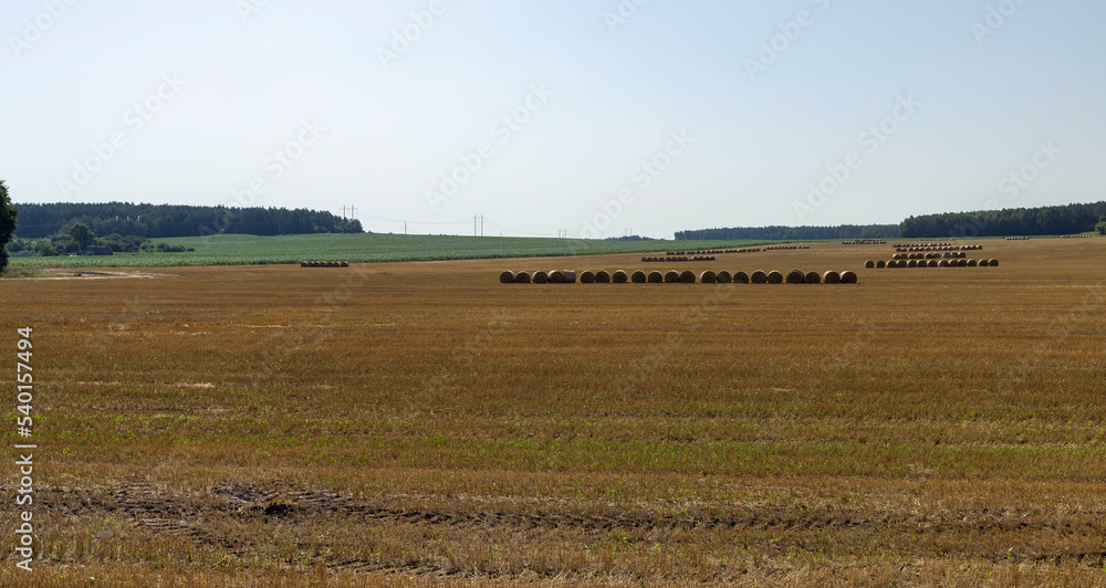 Straw stacks lying in the field after harvesting cereals