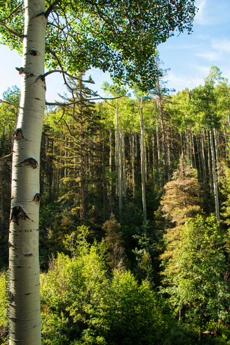 Birch tree in a mountain forest  photo
