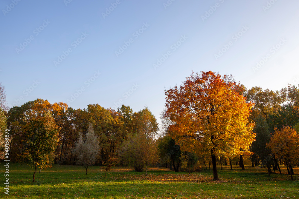 tree changes in the park in the autumn season