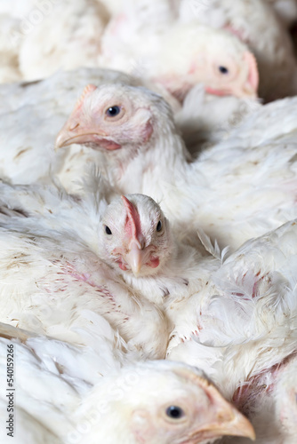 White broilers in a fully filled chicken coop