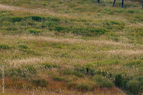 ススキの高原