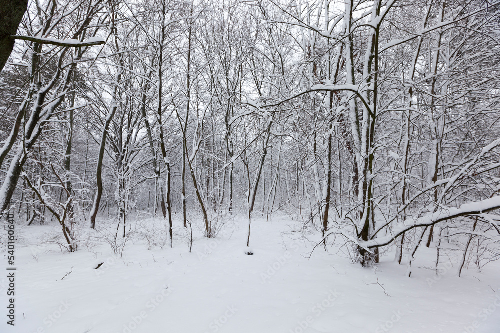 Deciduous trees in the snow in winter Deciduous trees in the snow in winter
