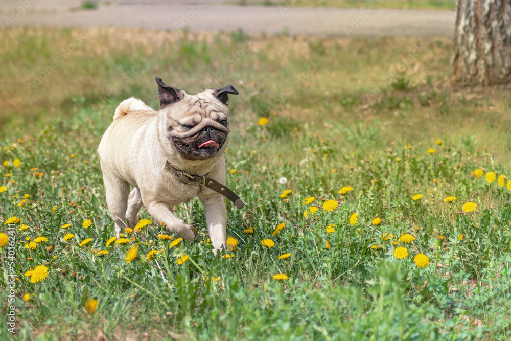 happy joyful beige pug walks and runs funny, selective focus