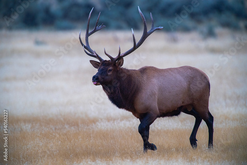 Bull Elk © Chris