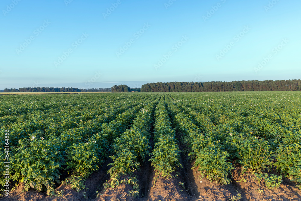 Potato field with green plants