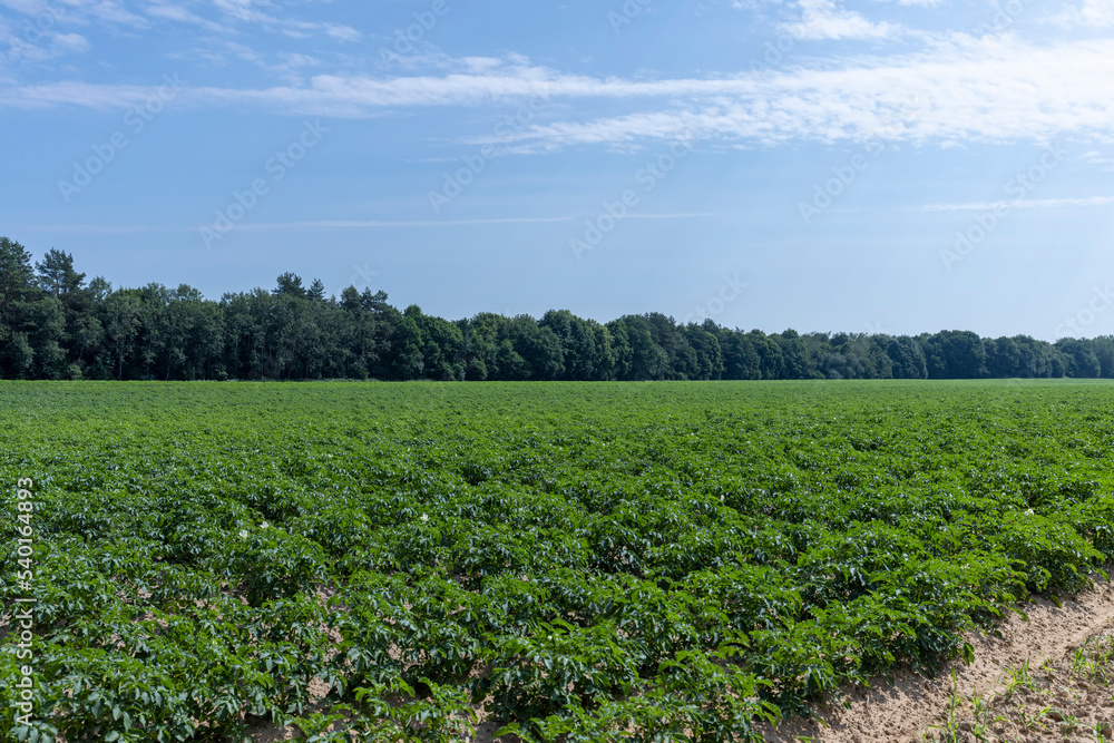 An agricultural field where green potatoes grow