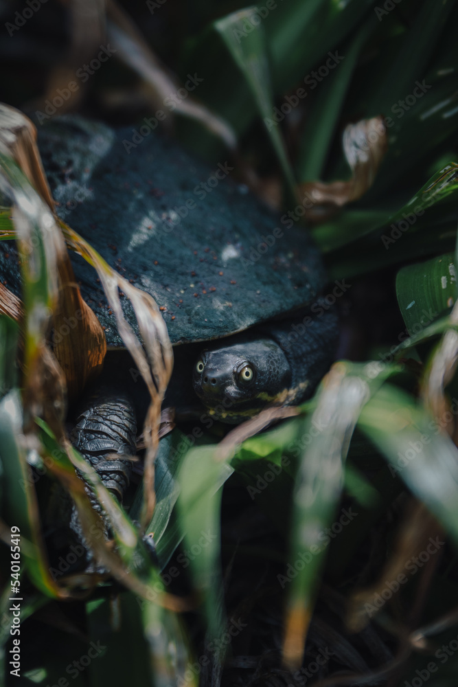 Naklejka premium turtle in a bush