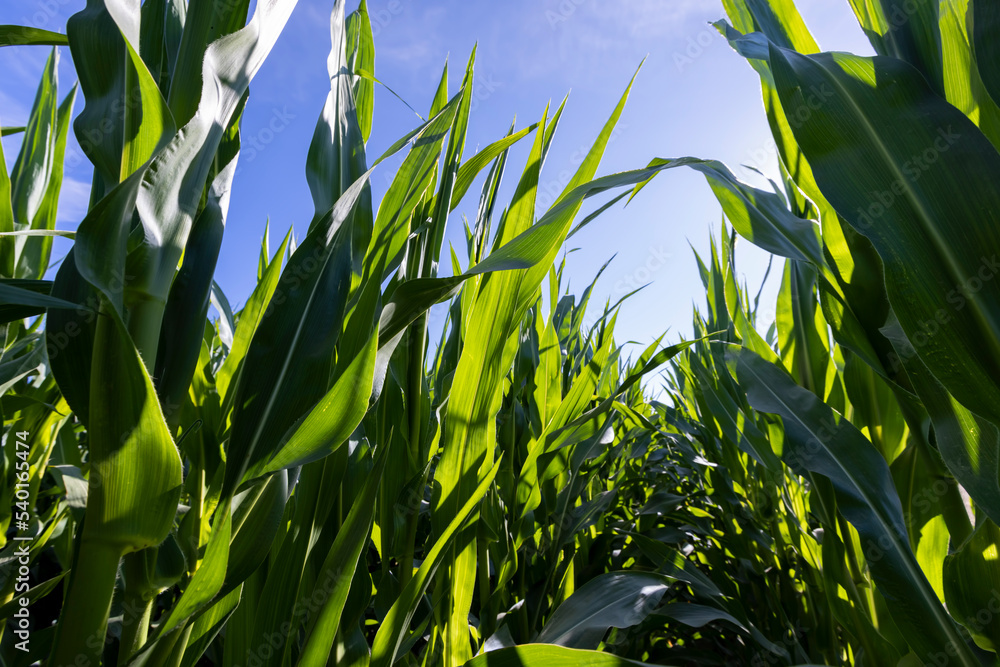 Green corn illuminated by sunlight Green corn illuminated by sunlight