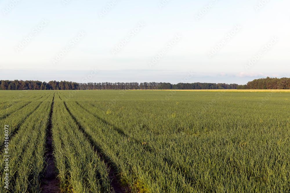 Green ripe onions in the field