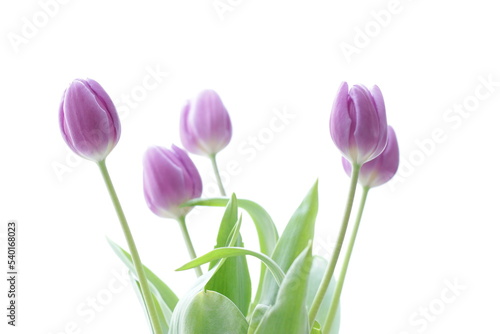 Tulip