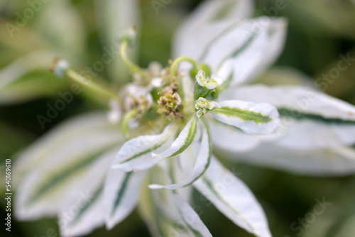 Green and white "Snow on the mountain(Euphorbia marginata)" or "Ghostweed" flower 