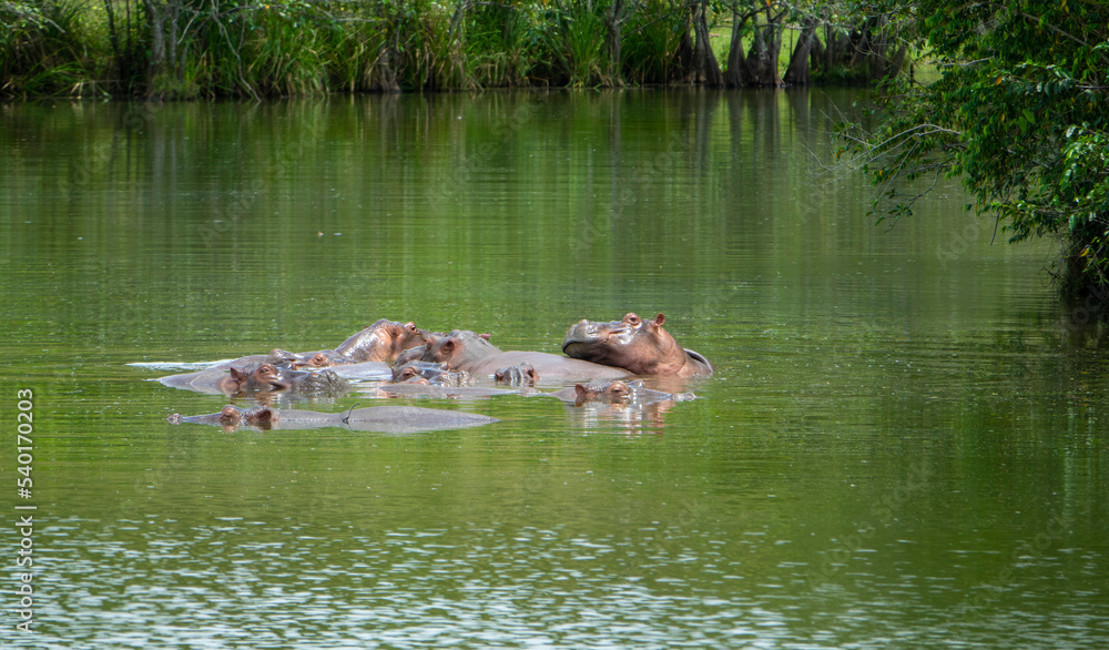Herd of Hippopotamuses in Colombia Herd of Hippopotamuses in Colombia