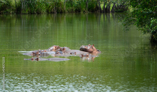 Herd of Hippopotamuses in Colombia