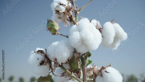 A close-up of a mature cotton branch in a cotton field as the camera pans around it. Agricultural business
