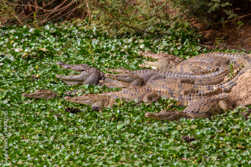 Crocodiles