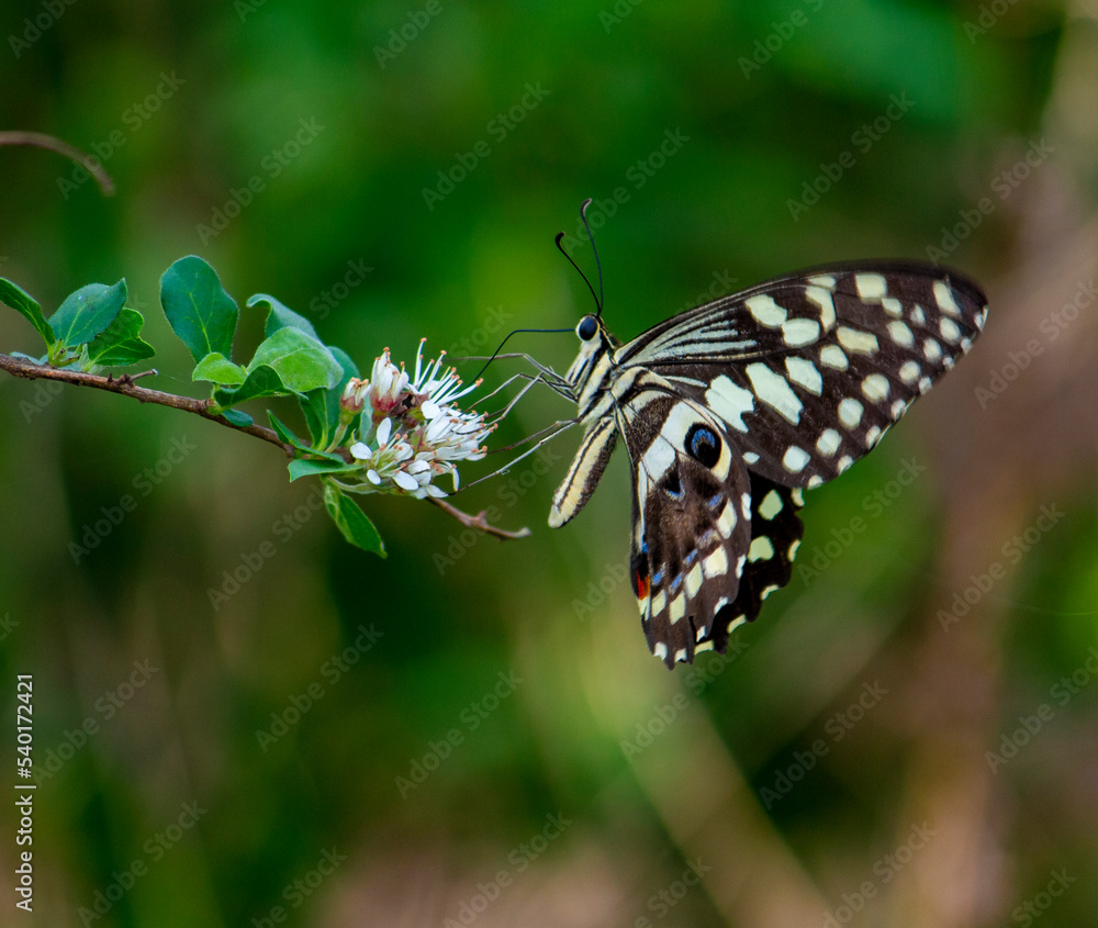 butterfly on a flower butterfly on a flower
